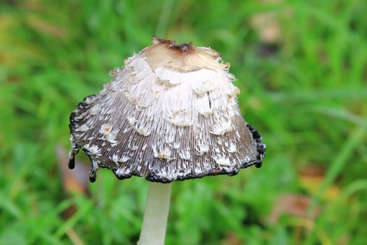 Schopftintling (Coprinus comatus) in a meadow