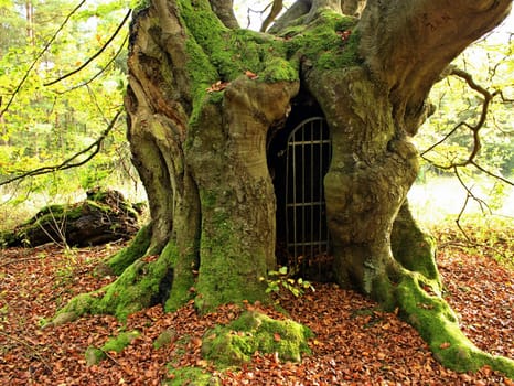 The gateway to the underworld... ancient hut beech on the Bärenberg