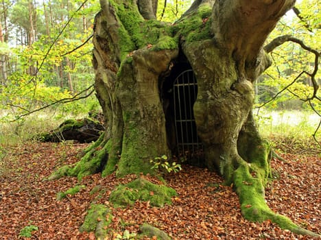 The gateway to the underworld... ancient hut beech on the Bärenberg