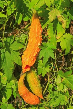 Bitter melon also bitter cucumber,balsam pear (Momordica charantia),ripe fruit in the wild