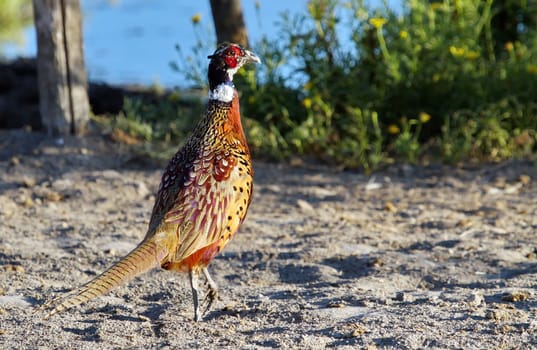 Male common pheasant, phasianus colchicus walking on the ground
