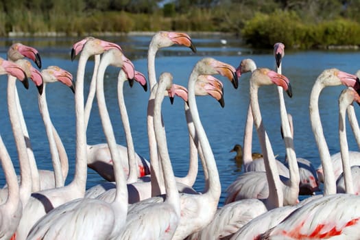 Fock of greater flamingos, phoenicopterus roseus, in a pond in Camargue, France