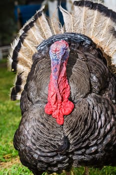 Male wild turkey or Meleagris gallopavo display attract mate in grass