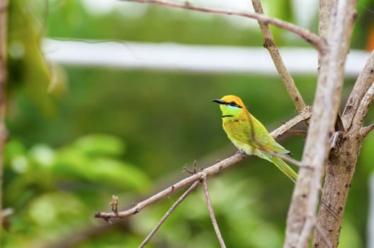 Little Green Bee Eater or Merops orientalis bird