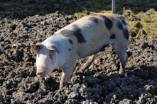 Pig in free range