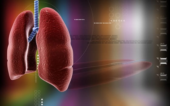 Digital illustration of human lungs in colour background