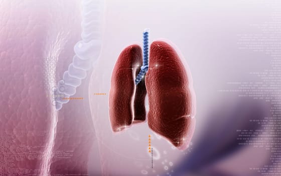 Digital illustration of human lungs in colour background