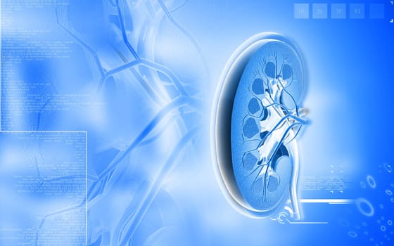 Digital illustration of kidney in colour background