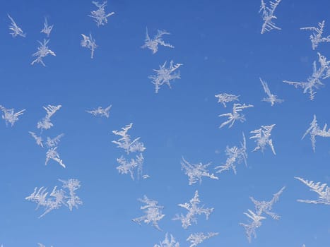 Ice flowers on windows