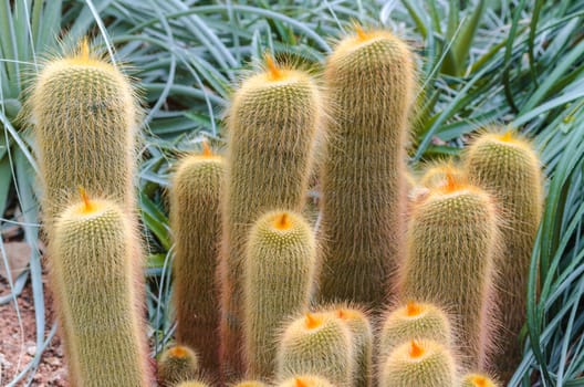 Cactus also called column cactus. The cactus is a very species-rich plant.