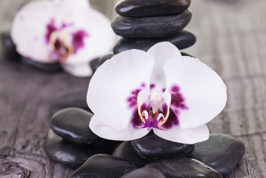 White Moth Orchids and black stones on weathered deck close-up