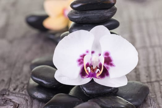 White Moth Orchid and black stones on weathered deck close-up