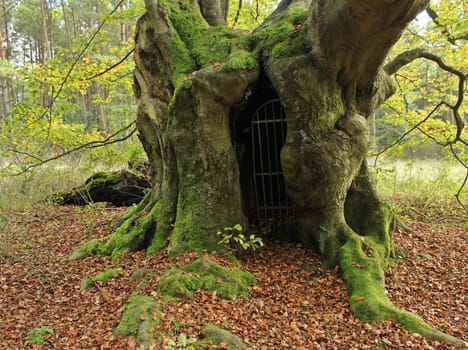The gateway to the underworld... ancient hut beech on the Bärenberg
