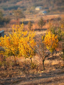 Yellow trees in the countryside in october, Stanca, Iasi, Romania.