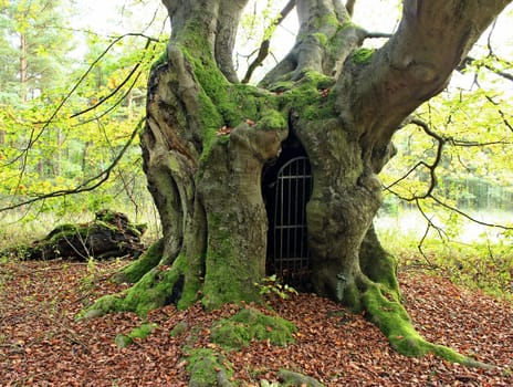 The gateway to the underworld... ancient hut beech on the Bärenberg