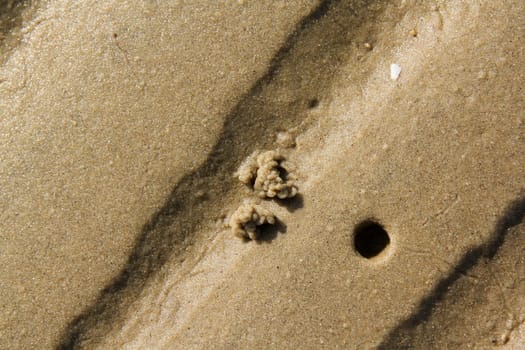 North Sea,the Wadden Sea,rock worm