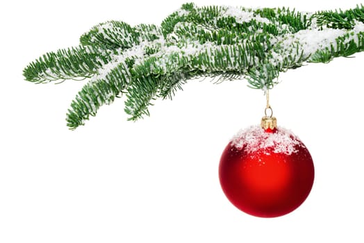 Isolated red Christmas tree ball hangs on a snowy fir branch