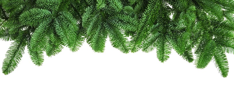 Decoration of dense fresh fir branches on a white background