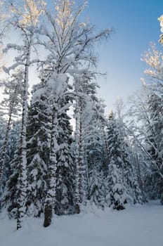 Winter snow covered trees against the blue sky. Viitna, Estonia.