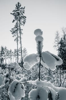 Beautiful freakish snowdrifts on young pines. Toning