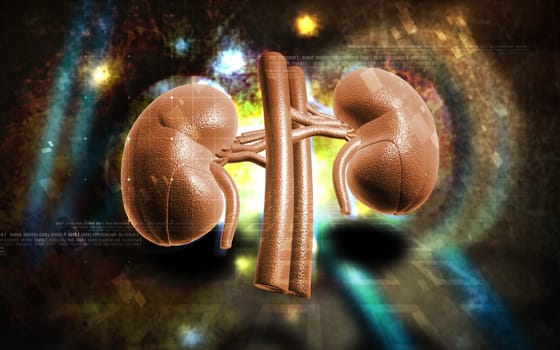 Digital illustration of kidney in colour background