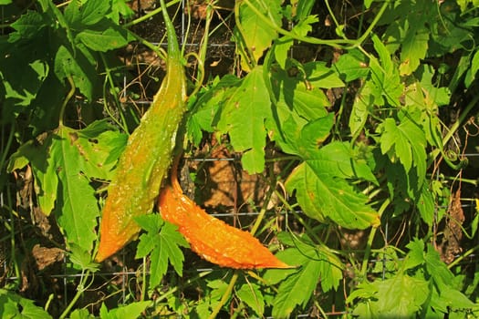 Bitter melon also bitter cucumber,balsam pear (Momordica charantia),ripe fruit in the wild