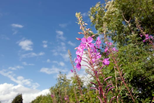 pink wild Irish flowers in the Longford countryside