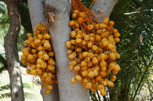 Fruits of the date palm