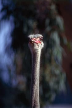 Close up of a ostrich head