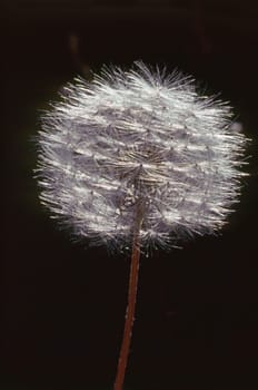 Close up of a back lighted Dandelion