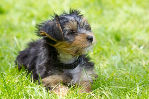 yorkshire terrier