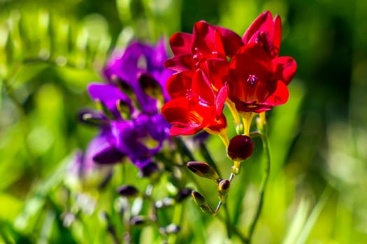 freesia in the garden