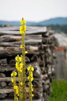 King candle in front of wooden stacks