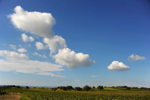 Vineyard in Burgenland