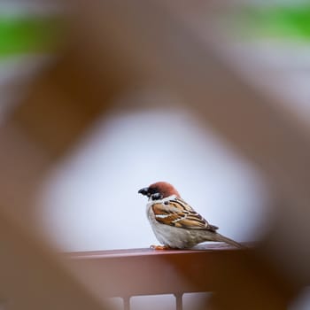 Sparrow with insects in the beak