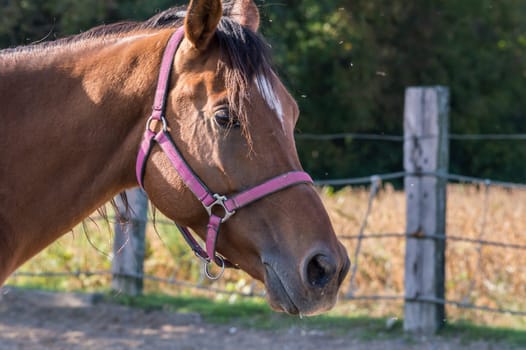 Closeup portrait of a beautiful bay horse