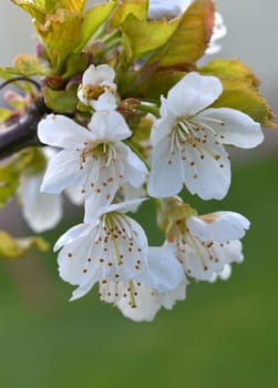 Cherry blossom