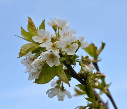 Cherry blossom