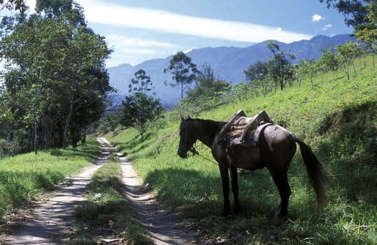 a Horse near the Village of Gracias in Honduras in Central America