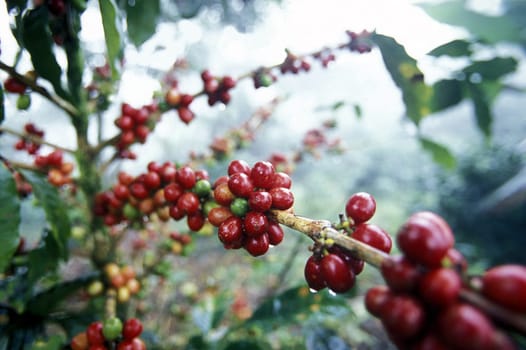 the coffee plantations in the hills of copan in honduras in central america