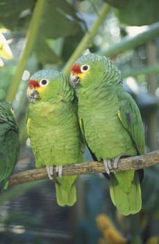 Tropical Birds in the town of Copan in Honduras in Central America