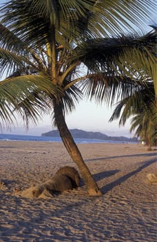 the Beach of Tela near San Pedro Sula on the caribian sea in Honduras in Central America