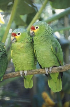 Tropical Birds in the town of Copan in Honduras in Central America