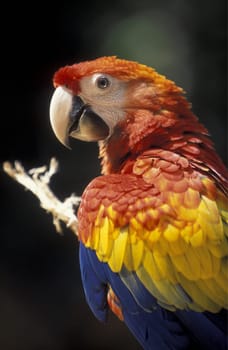 Tropical Birds in the town of Copan in Honduras in Central America