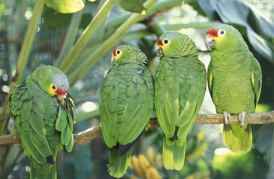 Tropical Birds in the town of Copan in Honduras in Central America