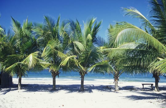 the Beach of Tela near San Pedro Sula on the caribian sea in Honduras in Central America