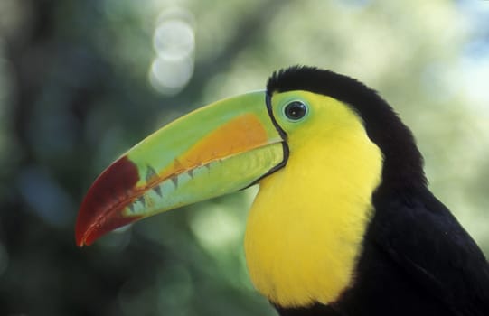 Tropical Birds in the town of Copan in Honduras in Central America