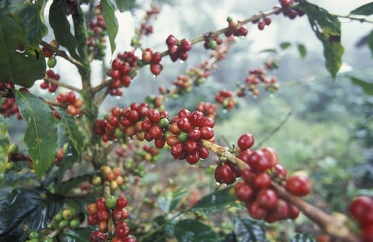 the coffee plantations in the hills of copan in honduras in central america