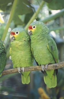 Tropical Birds in the town of Copan in Honduras in Central America
