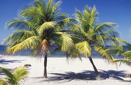 the Beach of Tela near San Pedro Sula on the caribian sea in Honduras in Central America
